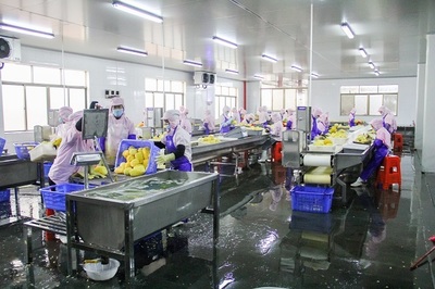 菠蘿的海不一般，徐聞果香引客來(lái)