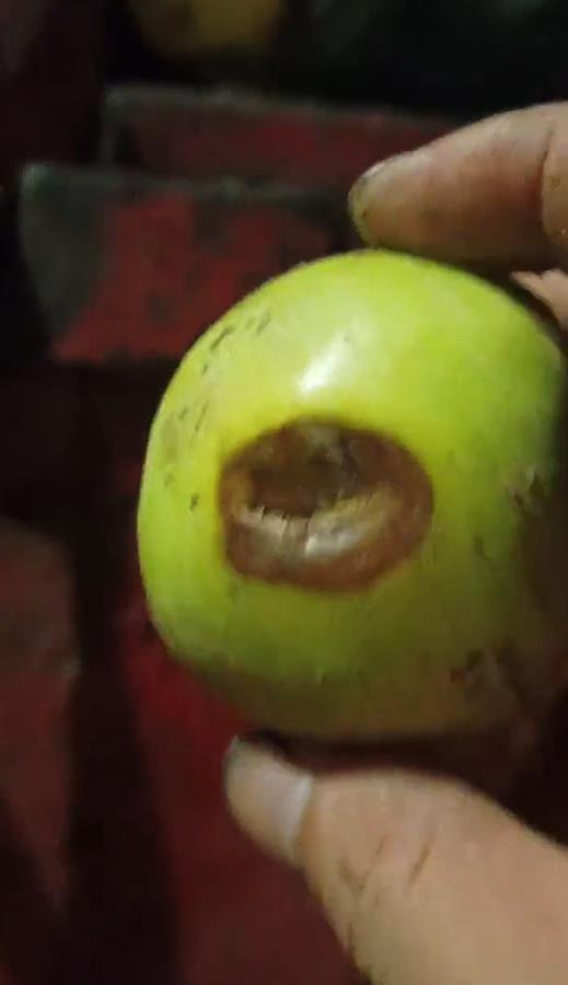 禮泉爛蘋果榨汁風(fēng)波 企業(yè)稱有選果流程，市監(jiān)局緊急叫停產(chǎn)品出庫(kù)